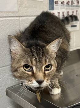 Rescue Domestic Short Hair Cats for Adoption in Raleigh, North Carolina - Penny | PetCurious