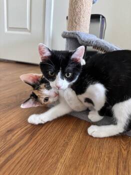Possum -  Domestic Short Hair Cat for Adoption - Possum | PetCurious