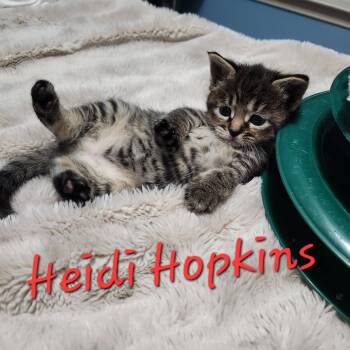 Domestic Short Hair Cats Available for Adoption in Clarksville, Tennessee - Heidi Hopkins | PetCurious