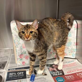Rescue Domestic Short Hair Cats for Adoption in Hendersonville, North Carolina - Bean | PetCurious