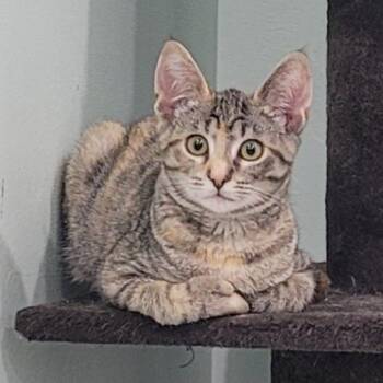 Cheena (barn cat) -  Domestic Short Hair Cat for Adoption in Coos Bay, Oregon - Cheena (barn Cat) | PetCurious