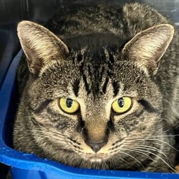 Rescue Domestic Short Hair Cats for Adoption in Cumming, Georgia - Theo | PetCurious