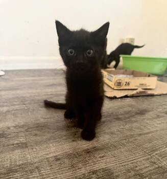 Bruno Mars 2 -  Domestic Short Hair Cat Available for Adoption in Tucson, Arizona - Bruno Mars 2 | PetCurious
