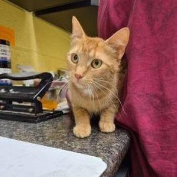 Lilith -  Domestic Short Hair Cat for Adoption in New York, New York - Lilith | PetCurious