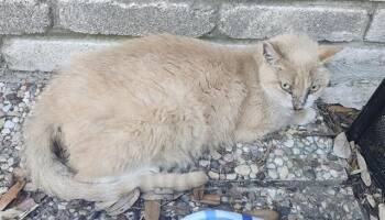 MELLY -  Domestic Medium Hair Cat for Adoption in San Antonio, Texas - MELLY | PetCurious