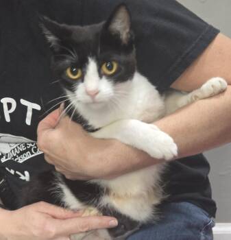 Vera -  Domestic Short Hair Cat for Adoption in Dickson, Tennessee - Vera | PetCurious