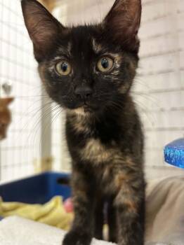 Adelaide -  Domestic Short Hair Cat for Adoption in Chambersburg, Pennsylvania - Adelaide | PetCurious