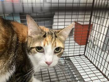 Domestic Short Hair Cats Available for Adoption - PERSEPHONE | PetCurious