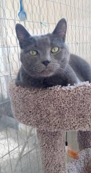 Domestic Short Hair Cats Available for Adoption - Combo | PetCurious