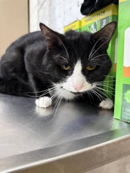 SIETE -  Domestic Short Hair Cat for Adoption - SIETE | PetCurious