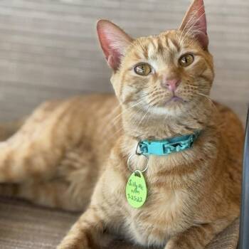 Rescue Domestic Short Hair Cats for Adoption in Tucson, Arizona - Silly Me | PetCurious