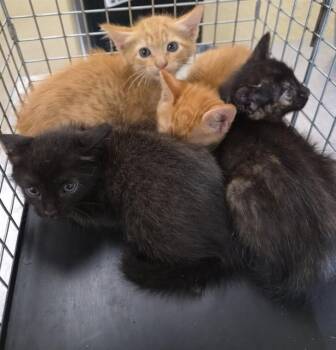 GIZMO -  Domestic Short Hair Cat for Adoption in Fort Myers, Florida - GIZMO | PetCurious