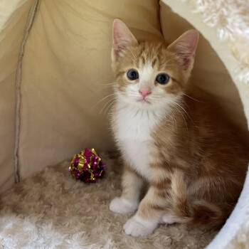 Tabby Cats Available for Adoption in Seymour, Tennessee - Asics | PetCurious