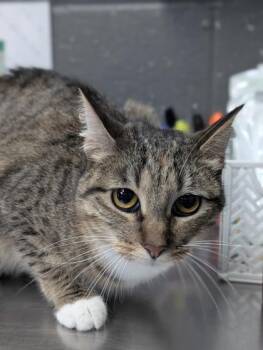 Domestic Short Hair Cats Available for Adoption in Fort Worth, Texas - Sammie | PetCurious