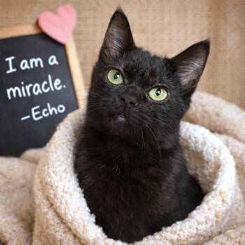 Domestic Short Hair Cats Available for Adoption - Echo | PetCurious