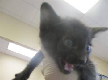 Domestic Short Hair Cats Available for Adoption in Ocala, Florida - DUTTON | PetCurious
