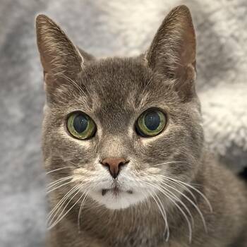 Domestic Short Hair Cats Available for Adoption in Victor, New York - Dame Charlie | PetCurious