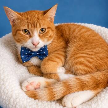 Katrate Kid -  Domestic Short Hair Cat for Adoption in Binghamton, New York - Katrate Kid | PetCurious