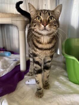 TIGER -  Domestic Short Hair Cat for Adoption in La Crescent, Minnesota - TIGER | PetCurious