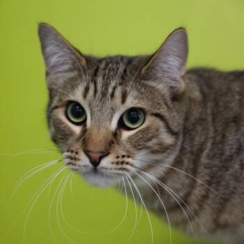 Domestic Short Hair Cats Available for Adoption in Los Angeles, California - Gilbert | PetCurious