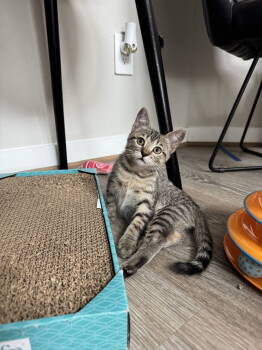 Rescue Domestic Short Hair and Tabby Cats for Adoption in Rosenberg, Texas - Moby | PetCurious