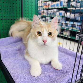 Domestic Long Hair Cats Available for Adoption in Buffalo, New York - Curtis | PetCurious
