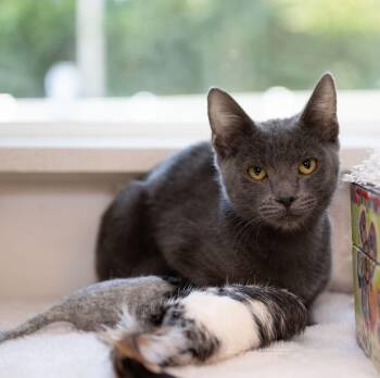 Cheesecake -  Domestic Short Hair Cat for Adoption in Ballwin, Missouri - Cheesecake | PetCurious