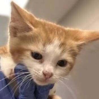 Turbo -  Domestic Short Hair Cat for Adoption in Brenham, Texas - Turbo | PetCurious
