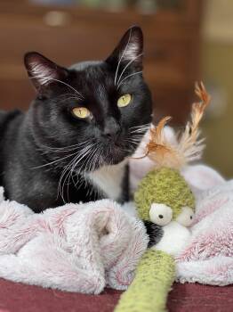 Tuxedo Cats Available for Adoption in Los Angeles, California - Tuxedo Pawl | PetCurious