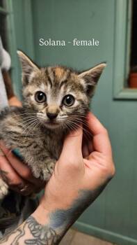 Solana -  Domestic Short Hair Cat Available for Adoption in Liberty, New York - Solana | PetCurious