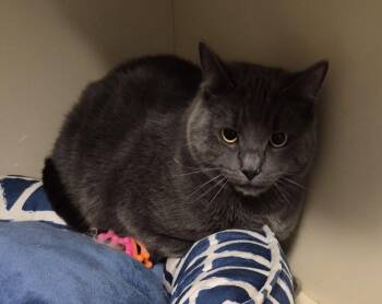 Domestic Short Hair Cats Available for Adoption in Windsor, Connecticut - 103-Ken | PetCurious