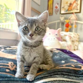 Maisy -  Domestic Short Hair Cat for Adoption in Hendersonville, North Carolina - Maisy | PetCurious