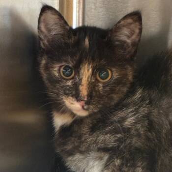 Smeagol -  Domestic Short Hair Cat for Adoption in Manhattan, Kansas - Smeagol | PetCurious