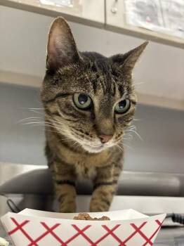 LILY -  Domestic Short Hair Cat for Adoption in Las Vegas, Nevada - LILY | PetCurious
