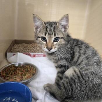American Bobtail Cats Available for Adoption in Blue Ridge, Georgia - Allison | PetCurious