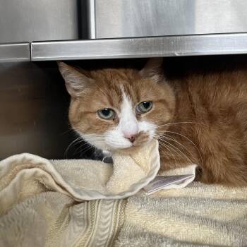 Momma -  American Shorthair Cat for Adoption in Bristol, Indiana - Momma | PetCurious