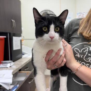 Veck -  Domestic Short Hair Cat for Adoption in Oshkosh, Wisconsin - Veck | PetCurious