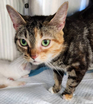 Rescue Persian Cats for Adoption in Chapel Hill, North Carolina - EEVEE | PetCurious