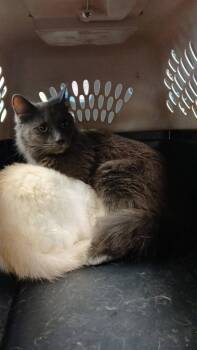 Domestic Medium Hair Cats Available for Adoption - Jerry | PetCurious