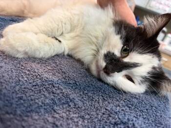 Domestic Long Hair Cats Available for Adoption in Jacksonville, Florida - HARLEY | PetCurious