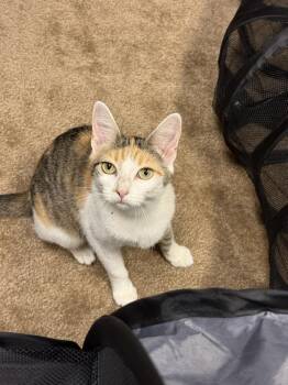 Olivia -  Domestic Short Hair Cat for Adoption in Wheaton, Illinois - Olivia | PetCurious