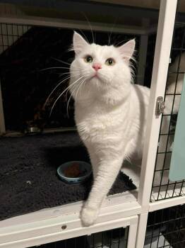 Rescue Domestic Medium Hair Cats for Adoption in Burnaby, British Columbia - Kimba | PetCurious