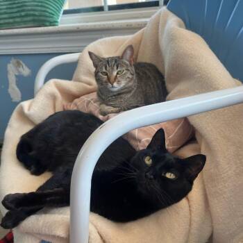 Domestic Short Hair Cats Available for Adoption in Lynchburg, Virginia - Twizzler | PetCurious