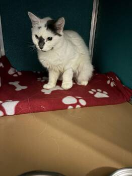 Wanda -  Domestic Short Hair Cat for Adoption in Ipswich, Massachusetts - Wanda | PetCurious