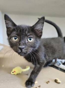 Dora -  Domestic Short Hair Cat for Adoption in Bellevue, Washington - Dora | PetCurious