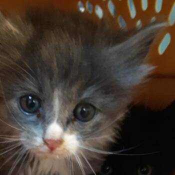 Turvy -  Domestic Long Hair Cat for Adoption in Lynchburg, Virginia - Turvy | PetCurious