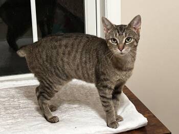 Rescue American Bobtail Cats for Adoption in Winston-salem, North Carolina - Hattie | PetCurious