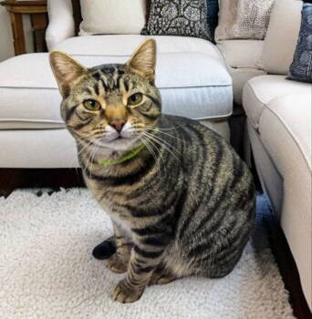 Rescue Tabby Cats for Adoption in Knoxville, Tennessee - Romeo | PetCurious