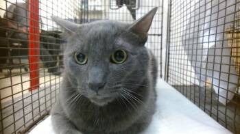 Rescue Domestic Short Hair Cats for Adoption in Doral, Florida - CHRISTIAN | PetCurious