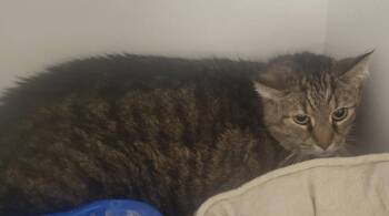 Oleson -  American Bobtail Cat for Adoption in New Kensington, Pennsylvania - Oleson | PetCurious
